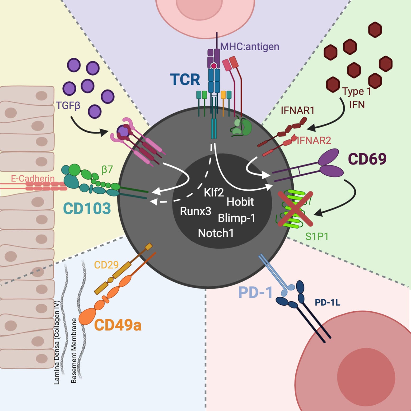 Structure of TCR and CD3 complex, Frontiers | Balancing Inflammation and Central Nervous System Homeostasis: T Cell Receptor ...