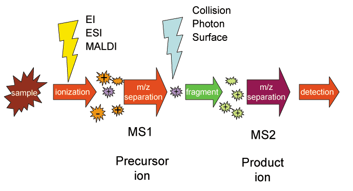 Fundamentals of Tandem Mass Spectrometry (MS/MS), File:MS MS.png - Wikipedia