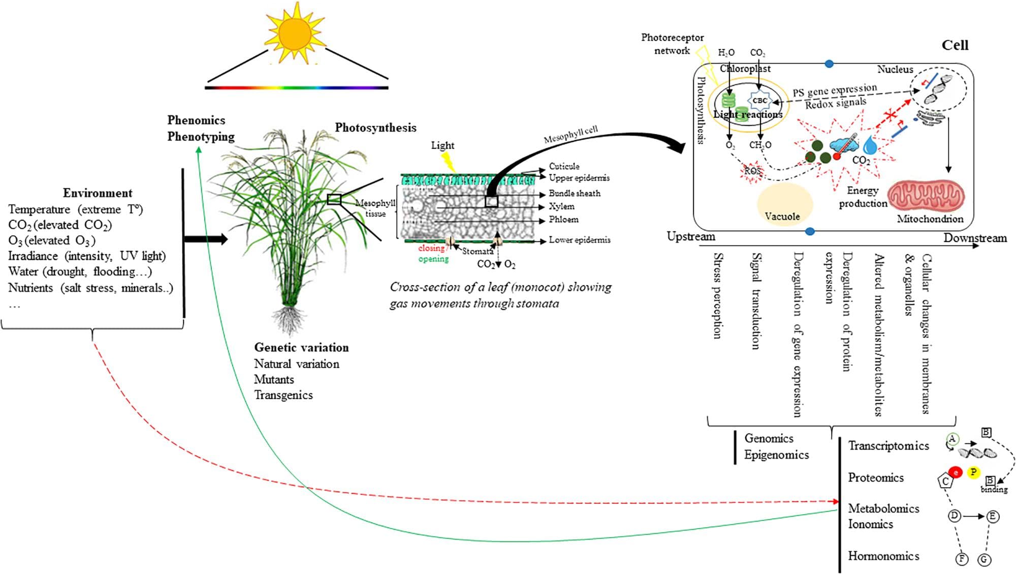 Temperature and Precipitation Effects, Frontiers | Photosynthesis in a Changing Global Climate: Scaling Up and Scaling Down in Crops