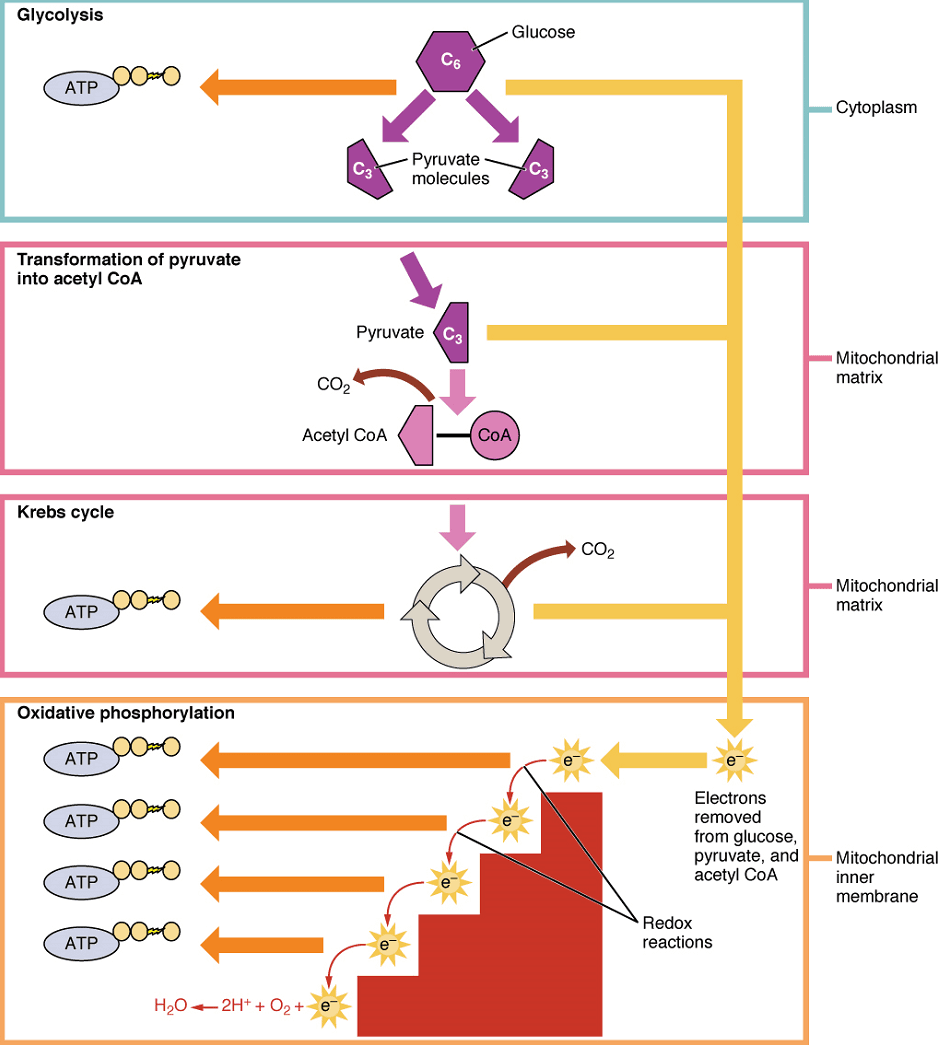 Temperature and pH, Unit 7: Cellular Respiration and Energy Metabolism – Douglas College Human Anatomy & Physiology ...