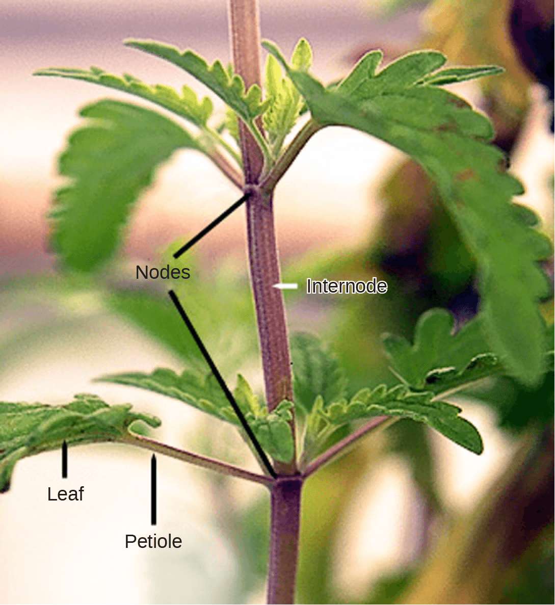 Terpenes and terpenoids, Stems | OpenStax Biology 2e