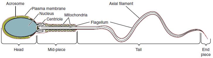 Testes, Anatomy and Physiology of the Male Reproductive System · Anatomy and Physiology
