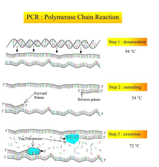 Thermal Cycling and DNA Amplification, File:PCR Steps.JPG - Wikimedia Commons