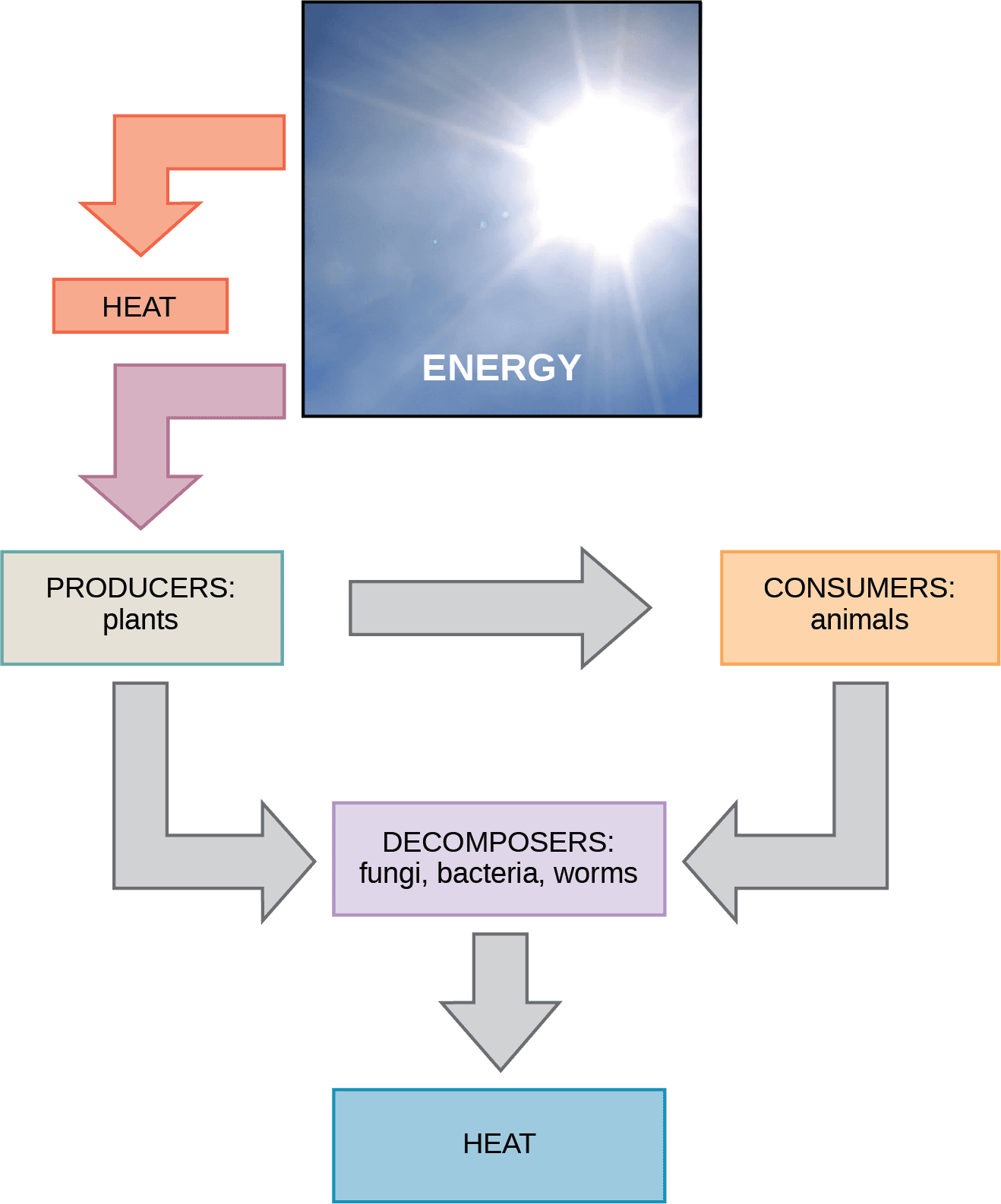 Thermodynamics in Environmental Systems, Energy and Metabolism | OpenStax Biology 2e