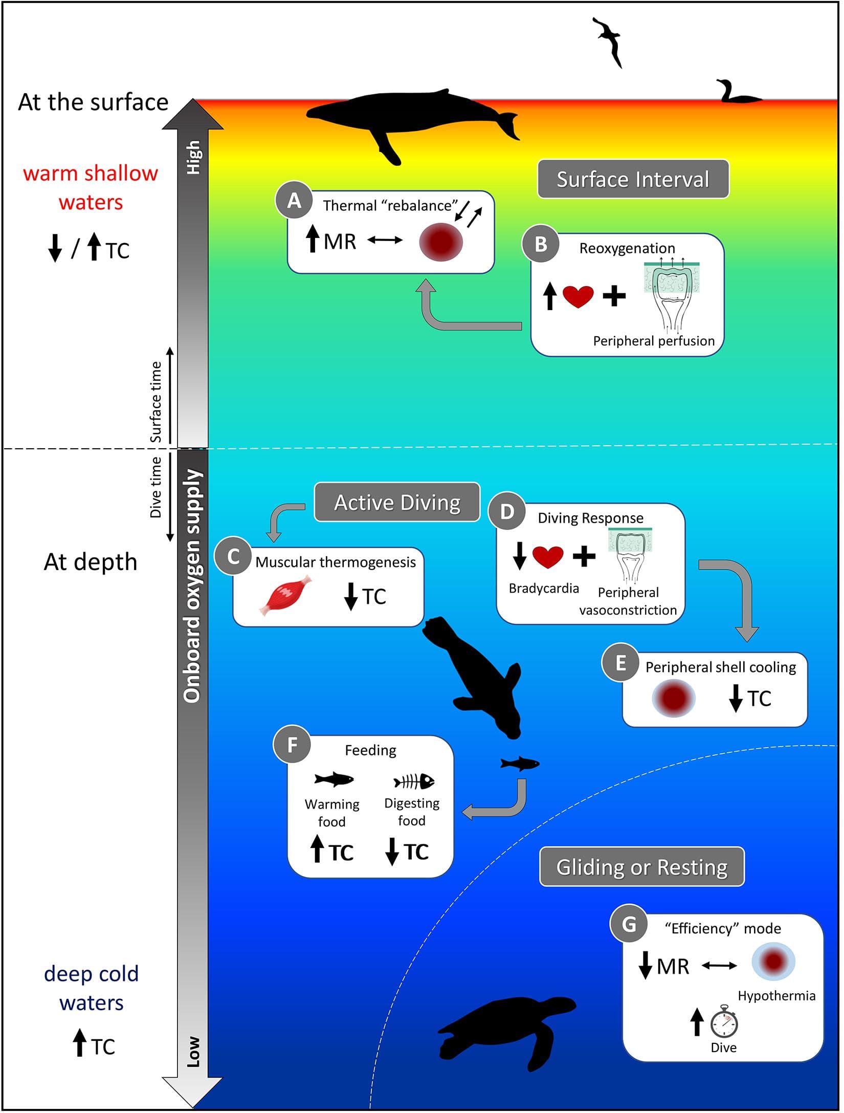 Thermoregulation Strategies, Frontiers | Thermoregulatory Strategies of Diving Air-Breathing Marine Vertebrates: A Review