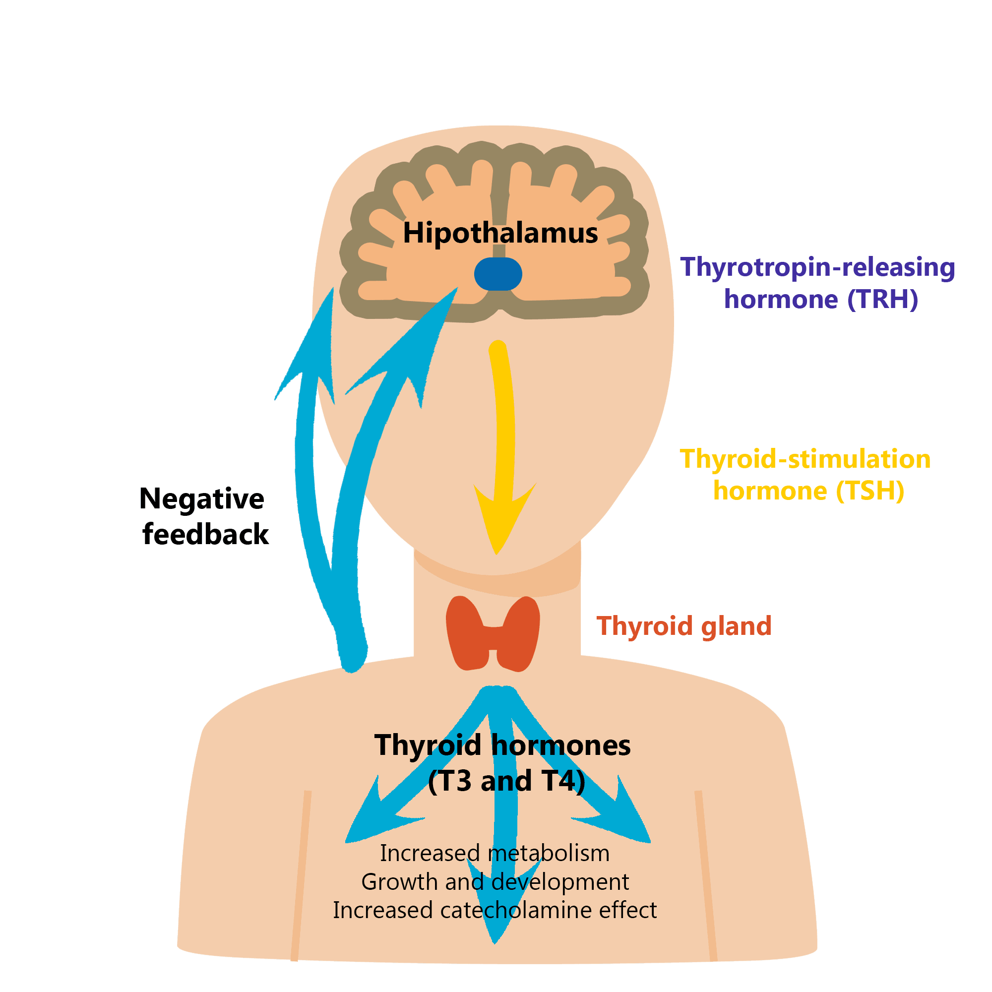 Thyroid and parathyroid hormone roles, Team:UPF Barcelona/Description - 2020.igem.org