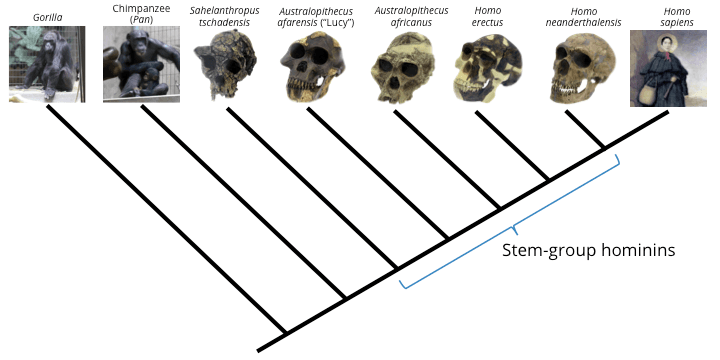 Timeline of genus Homo, 4.2.4 Phylogenetic Trees and Classification | Digital Atlas of Ancient Life