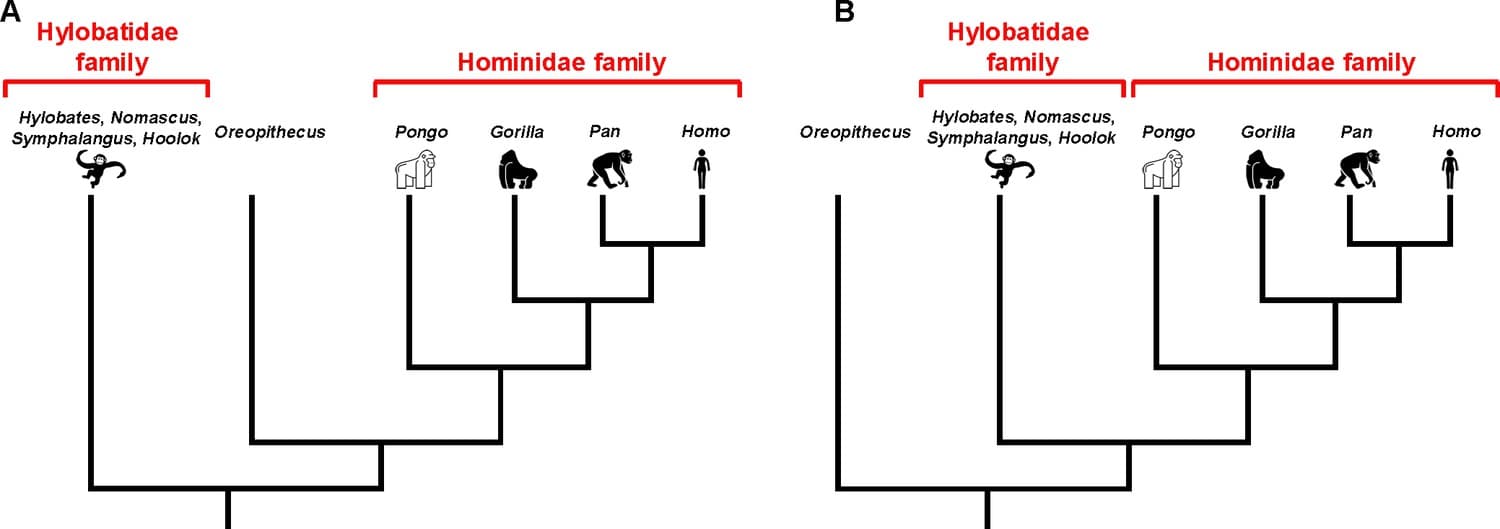 Timeline of primate evolution, Evolution: Mapping the ancestry of primates | eLife