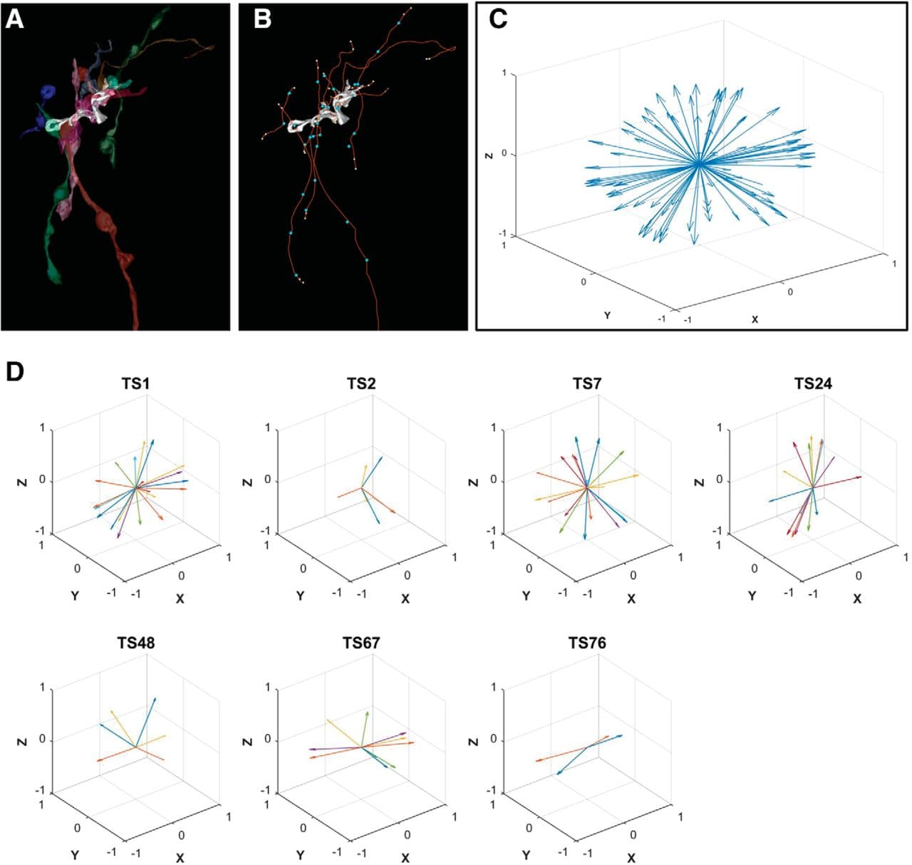 Definition and Role of Toric Resolutions, Toric Spines at a Site of Learning | eNeuro