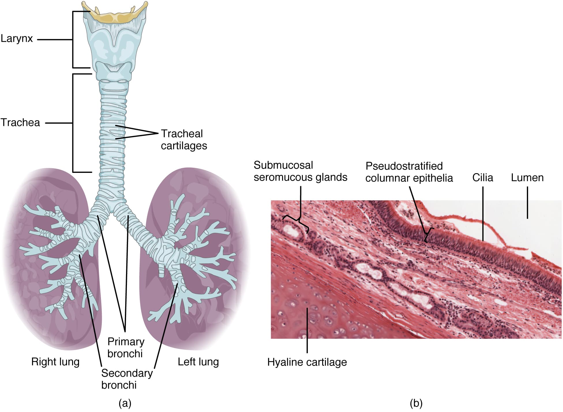 Trachea, bronchi, bronchioles, alveoli, Organs and Structures of the Respiratory System · Anatomy and Physiology