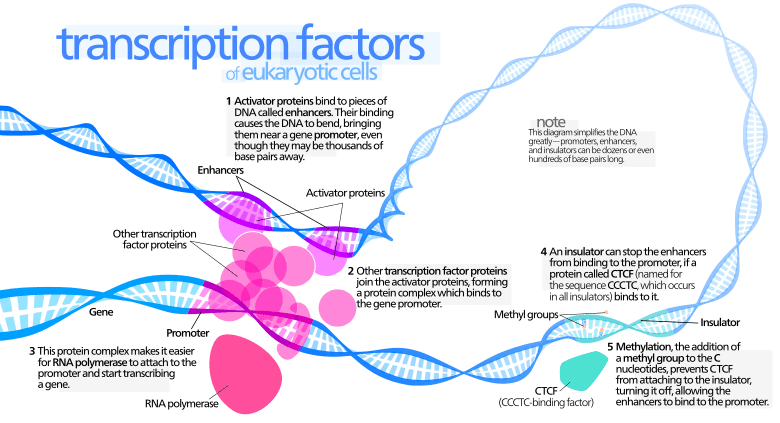 Structure and Function of Transcription Factors, Transcription factor - Wikipedia