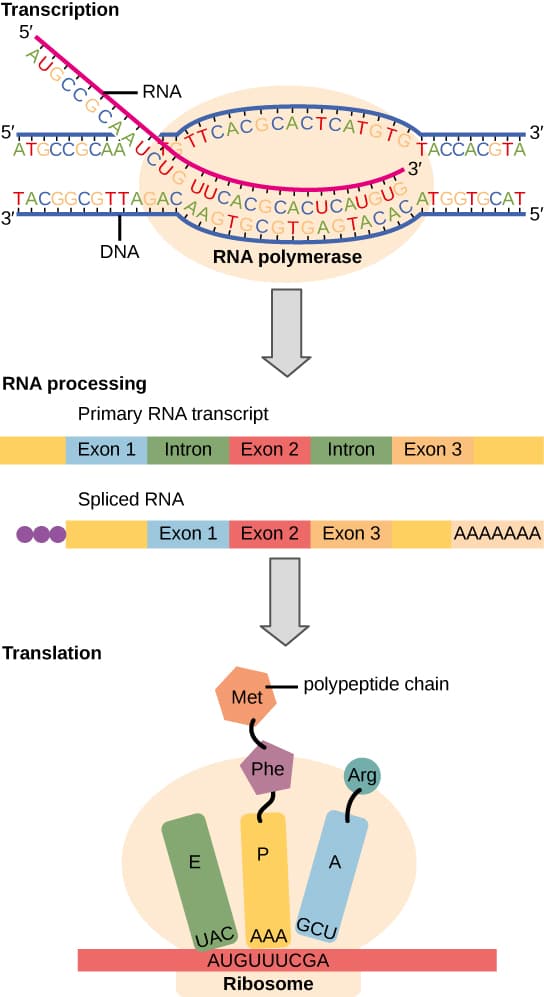 Transcription in prokaryotes vs eukaryotes, Prokaryotic Transcription · Biology