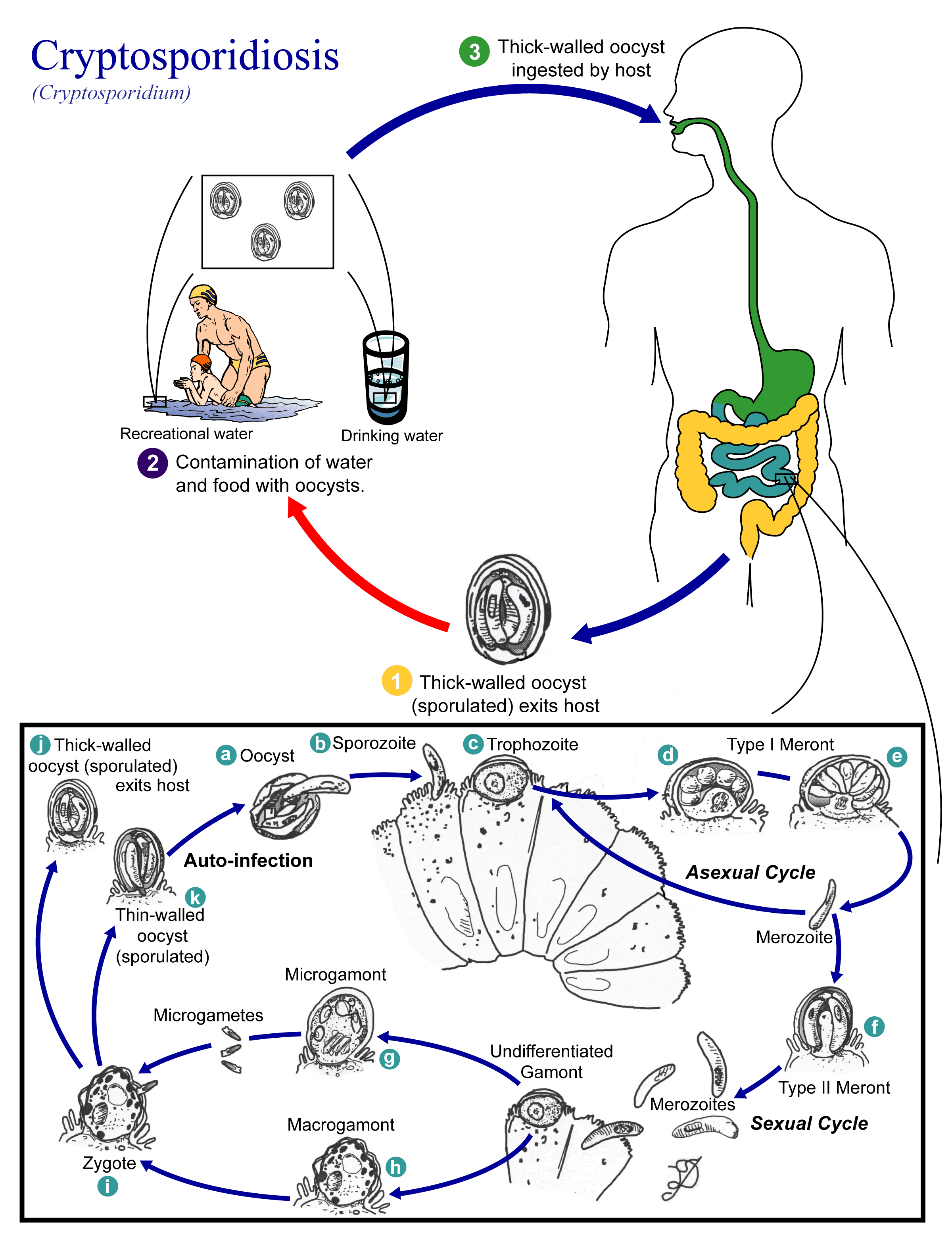 Transmission and diagnosis of protozoan infections, Cryptosporidiosis pathophysiology - wikidoc