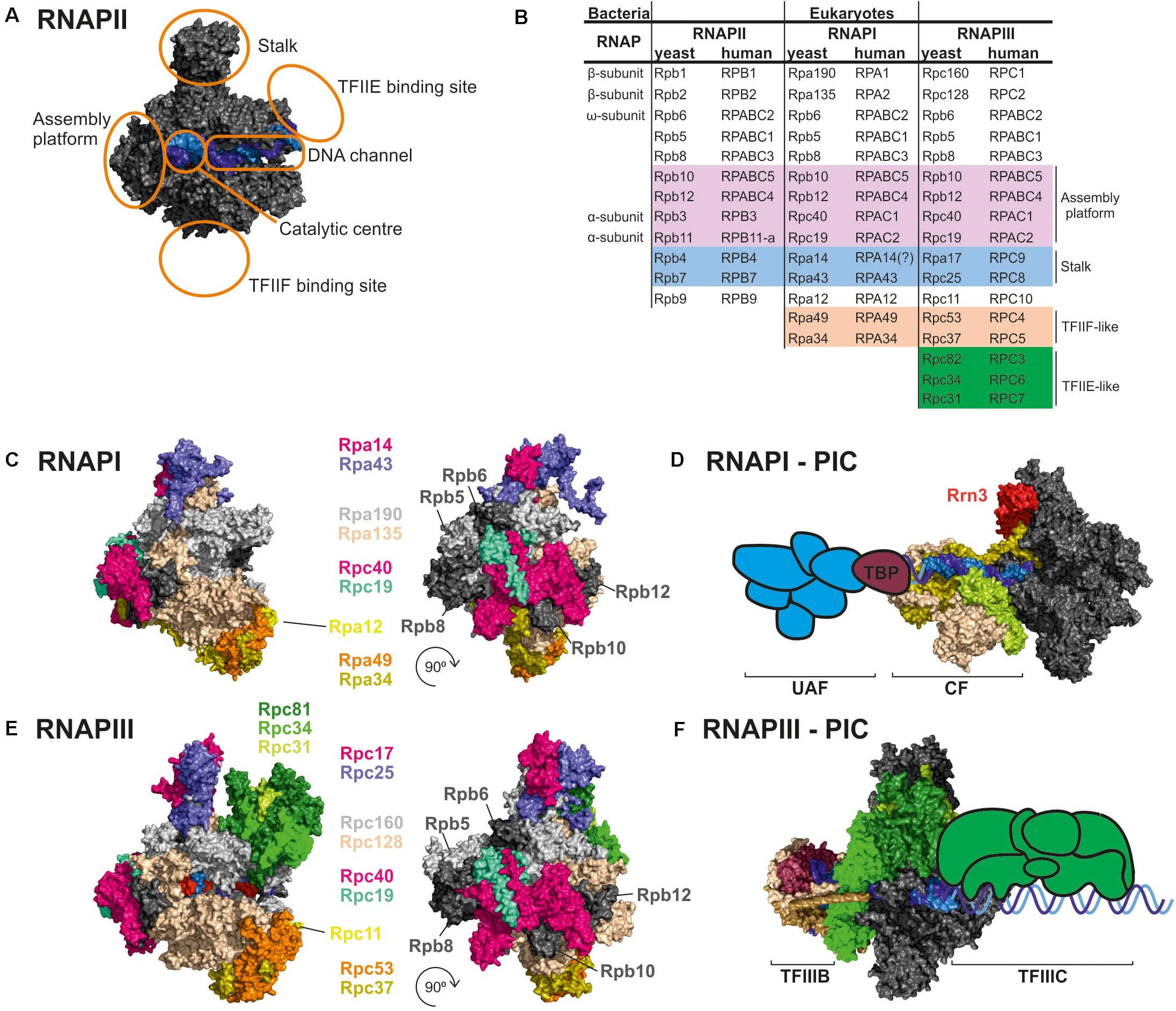 Types and Functions of RNA Polymerases, Frontiers | Specific Features of RNA Polymerases I and III: Structure and Assembly