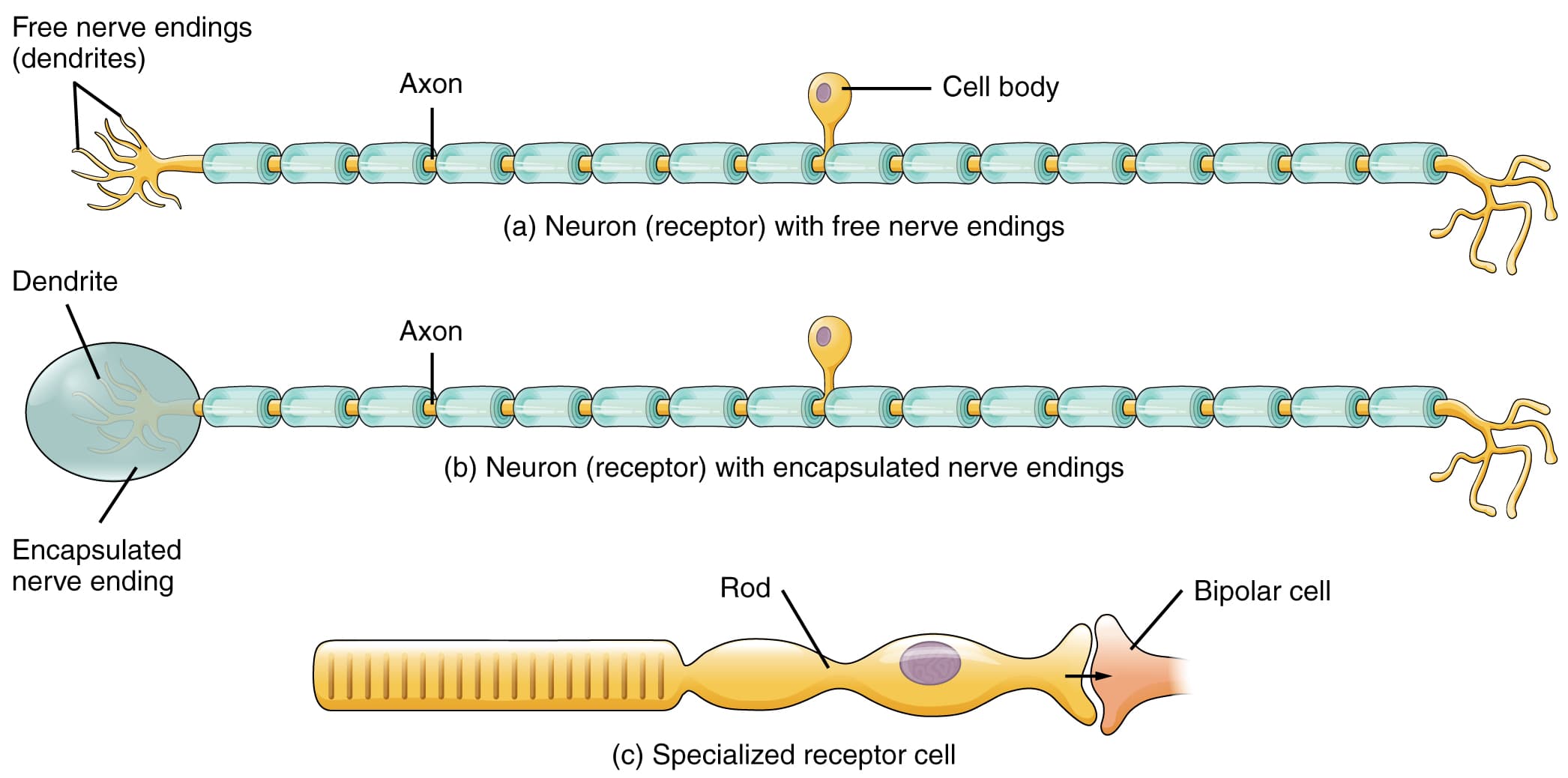 Types and functions of sensory receptors, Sensory Perception · Anatomy and Physiology