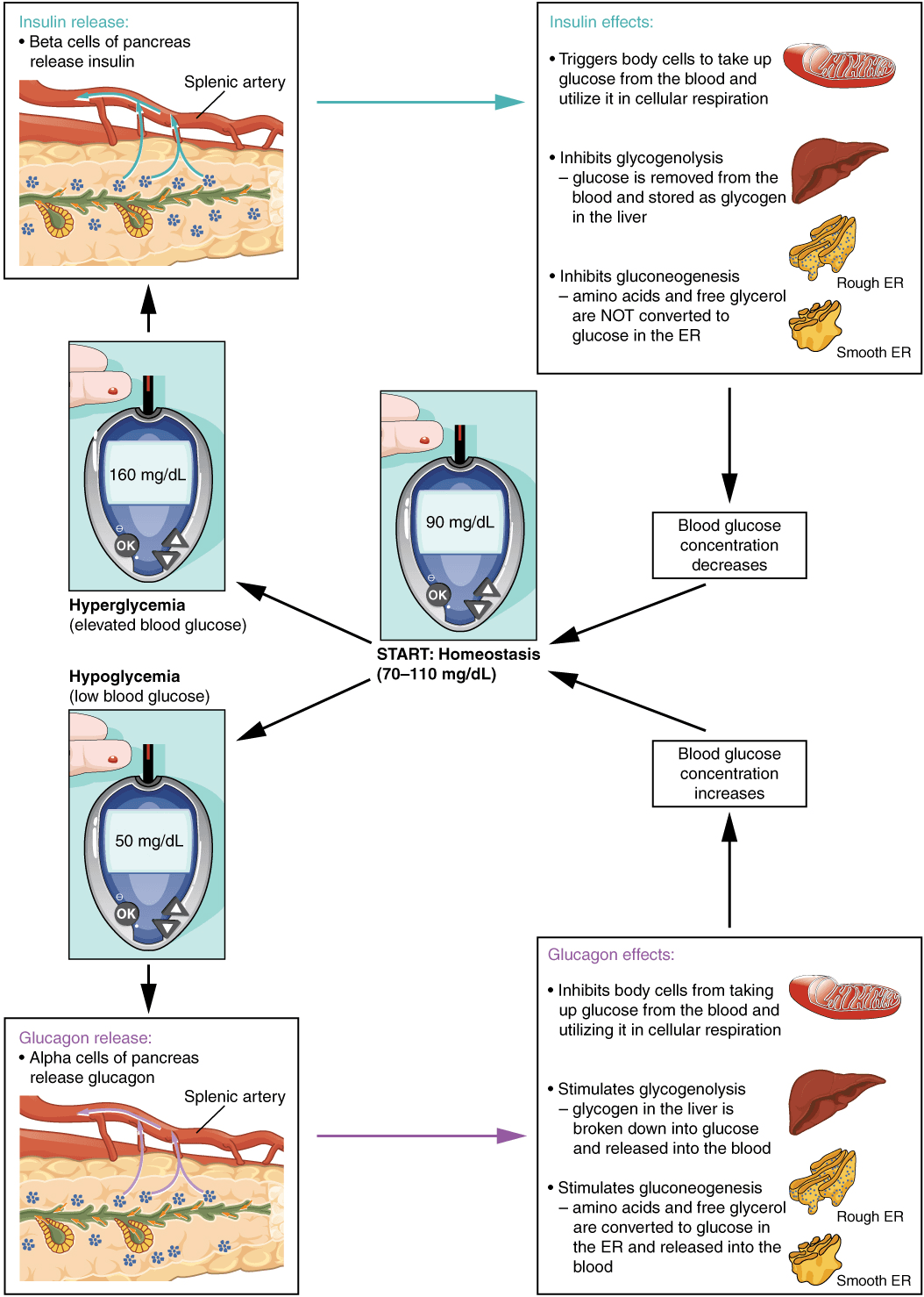 Types and mechanisms of action, 9.4 Antidiabetics – Nursing Pharmacology