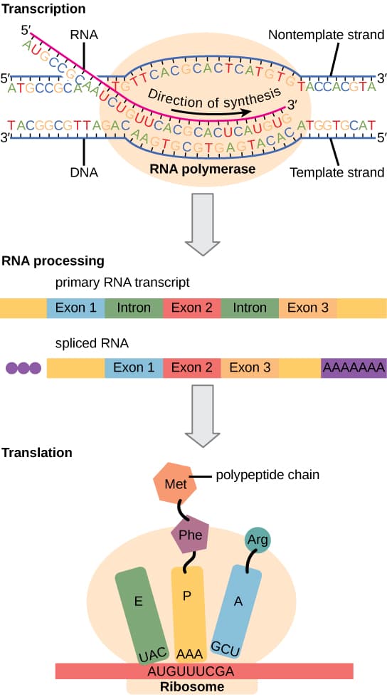 Types and roles of RNA, How Genes Are Regulated · Concepts of Biology
