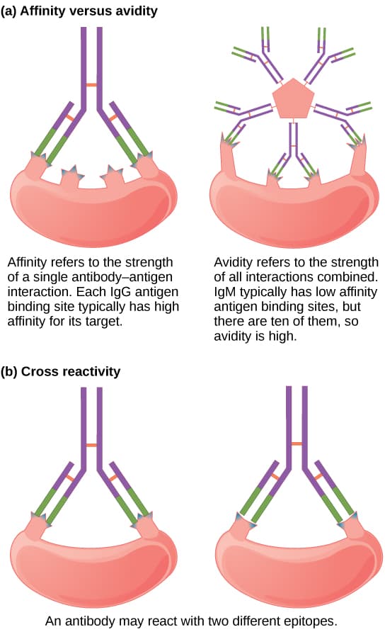 Types of antigen-antibody bonds, Antibodies · Biology