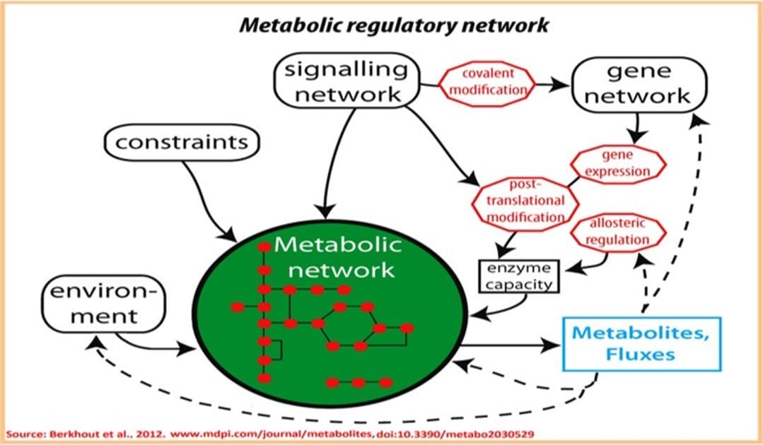 Types of biological networks, Biological Networks: An Introductory Review - Open Access Pub