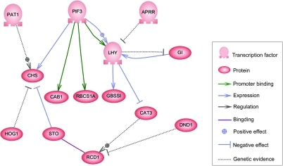 Types of biological networks, Gene regulatory network - Wikipedia
