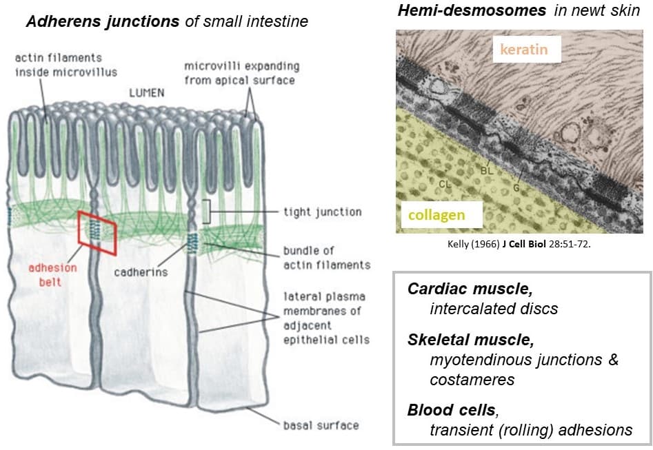 Types of cell motility, Cytoskeleton, Molecular Motors, and Cell Motility – Physiology