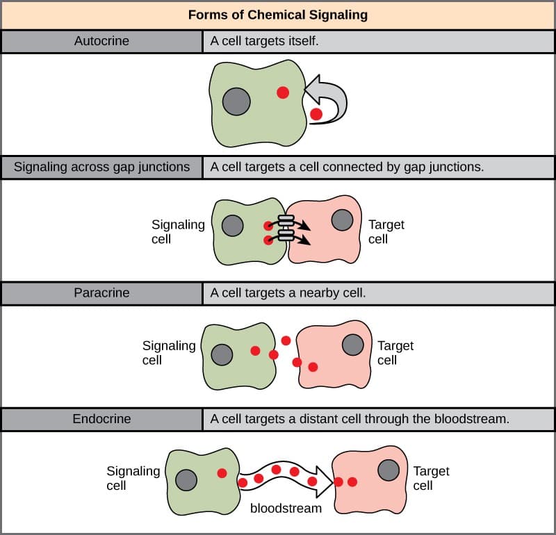 Types of cell signaling pathways, Signaling Molecules and Cellular Receptors | OpenStax: Biology