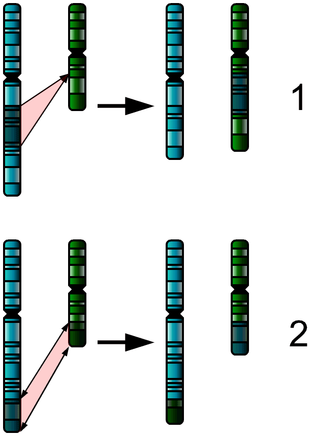 Types of chromosomal abnormalities, Chromosome abnormality - wikidoc
