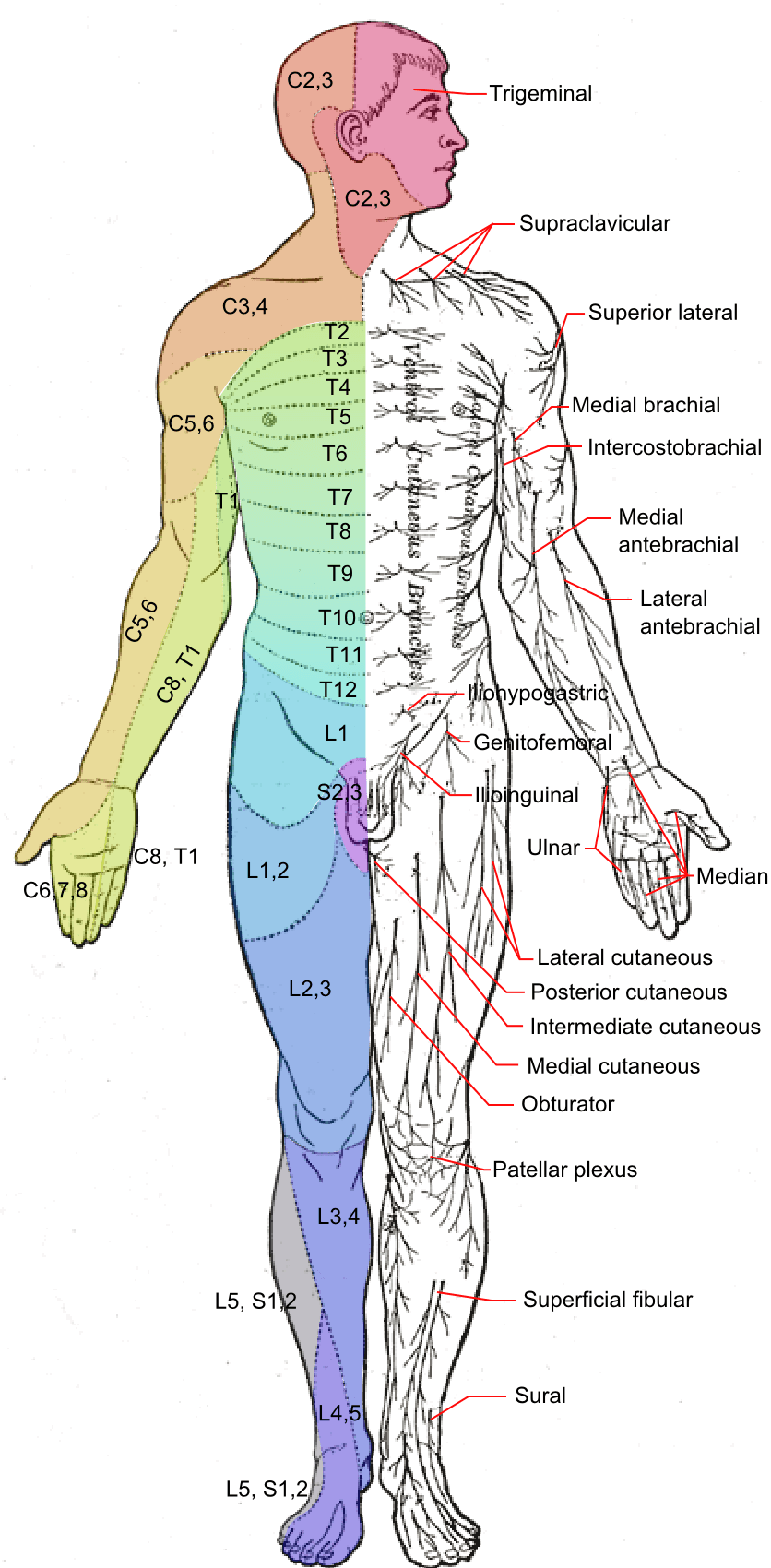 Types of Cutaneous Receptors, File:Dermatomes and cutaneous nerves - anterior.png - Wikipedia