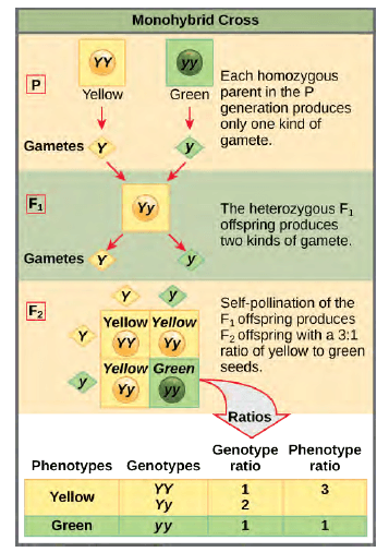Types of genetic dominance, Chapter 8: Mendel’s Experiments and Heredity – Human Biology