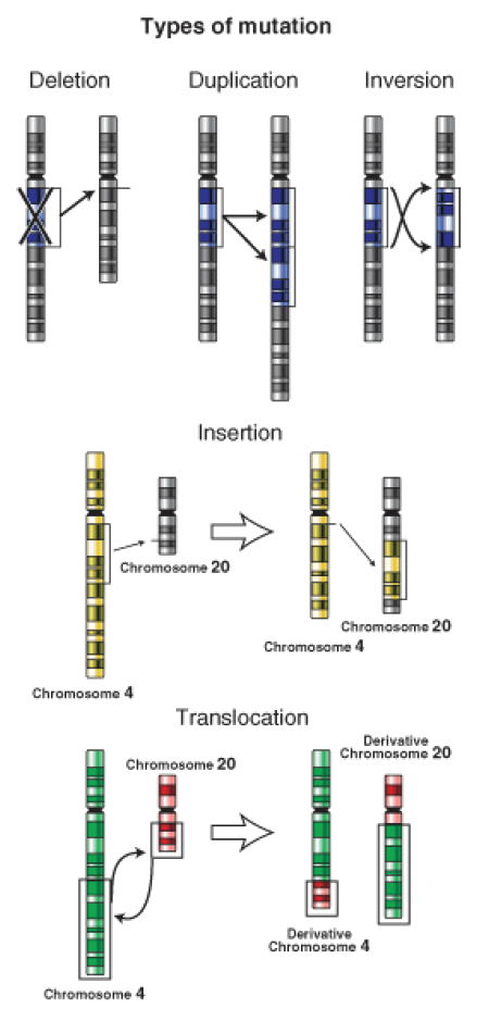 Types of genetic mutations, Genetic Mutation ‹ OpenCurriculum