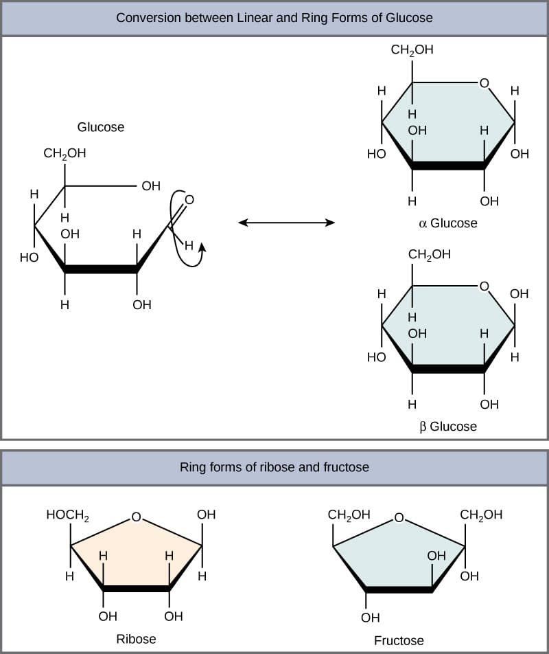 Types of glycosidic bonds, Carbohydrates · Biology