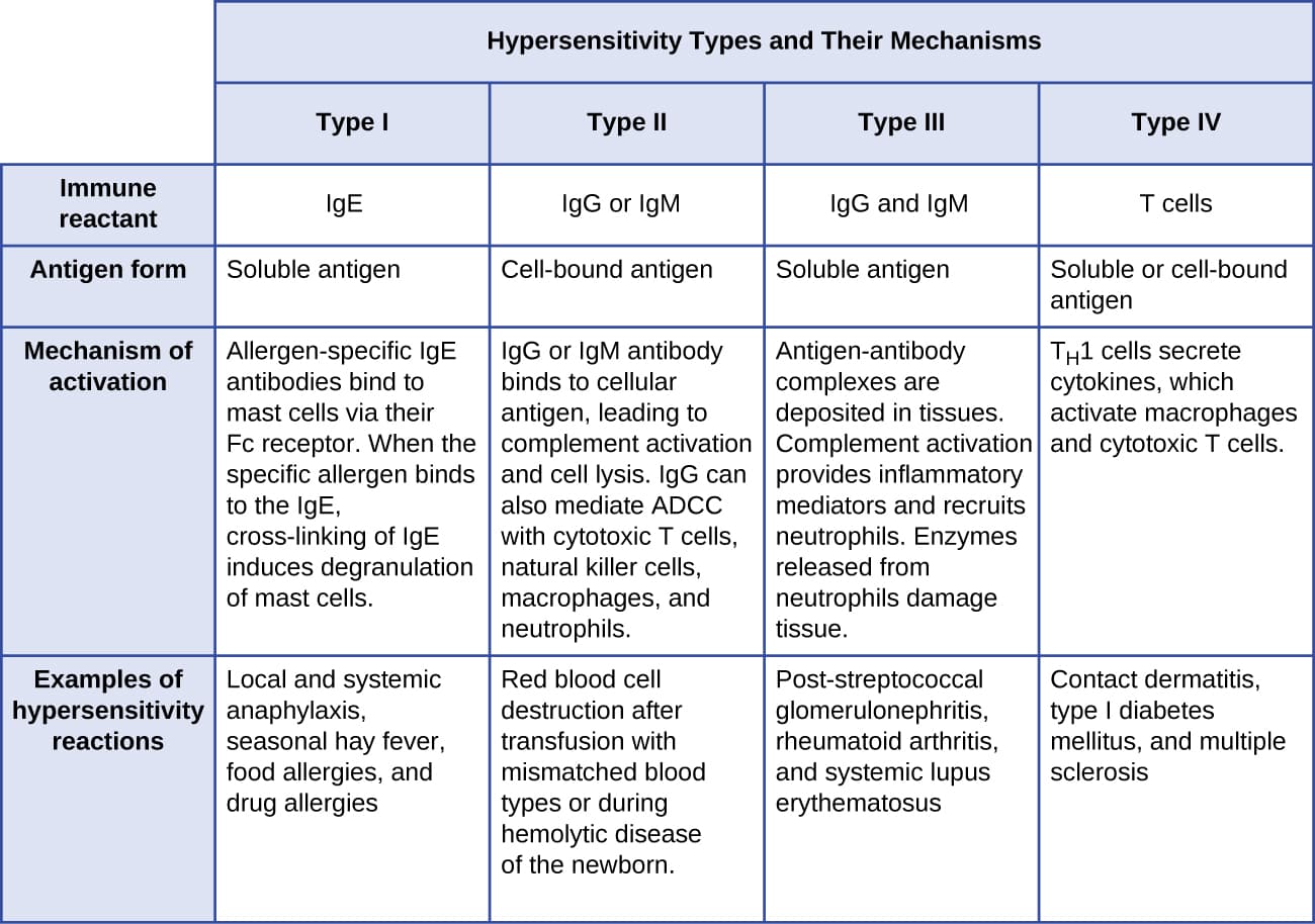 Types of hypersensitivity reactions, Hypersensitivities · Microbiology