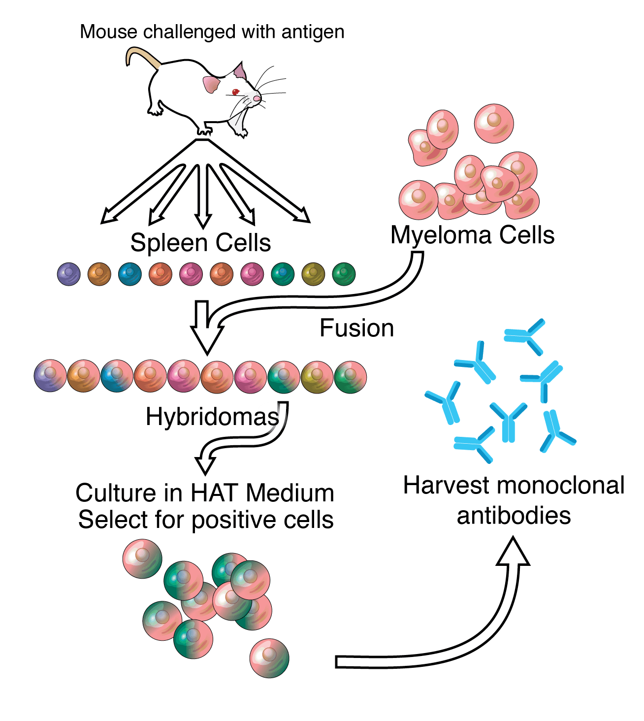 Types of immune system modulators, Monoclonal antibody - Wikipedia