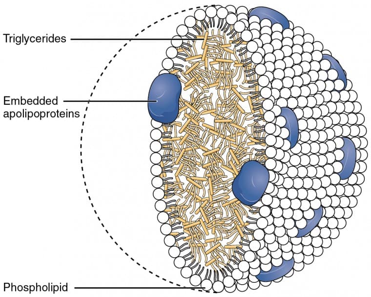 Types of Lipids and Their Roles, Lipid Metabolism | Anatomy and Physiology II