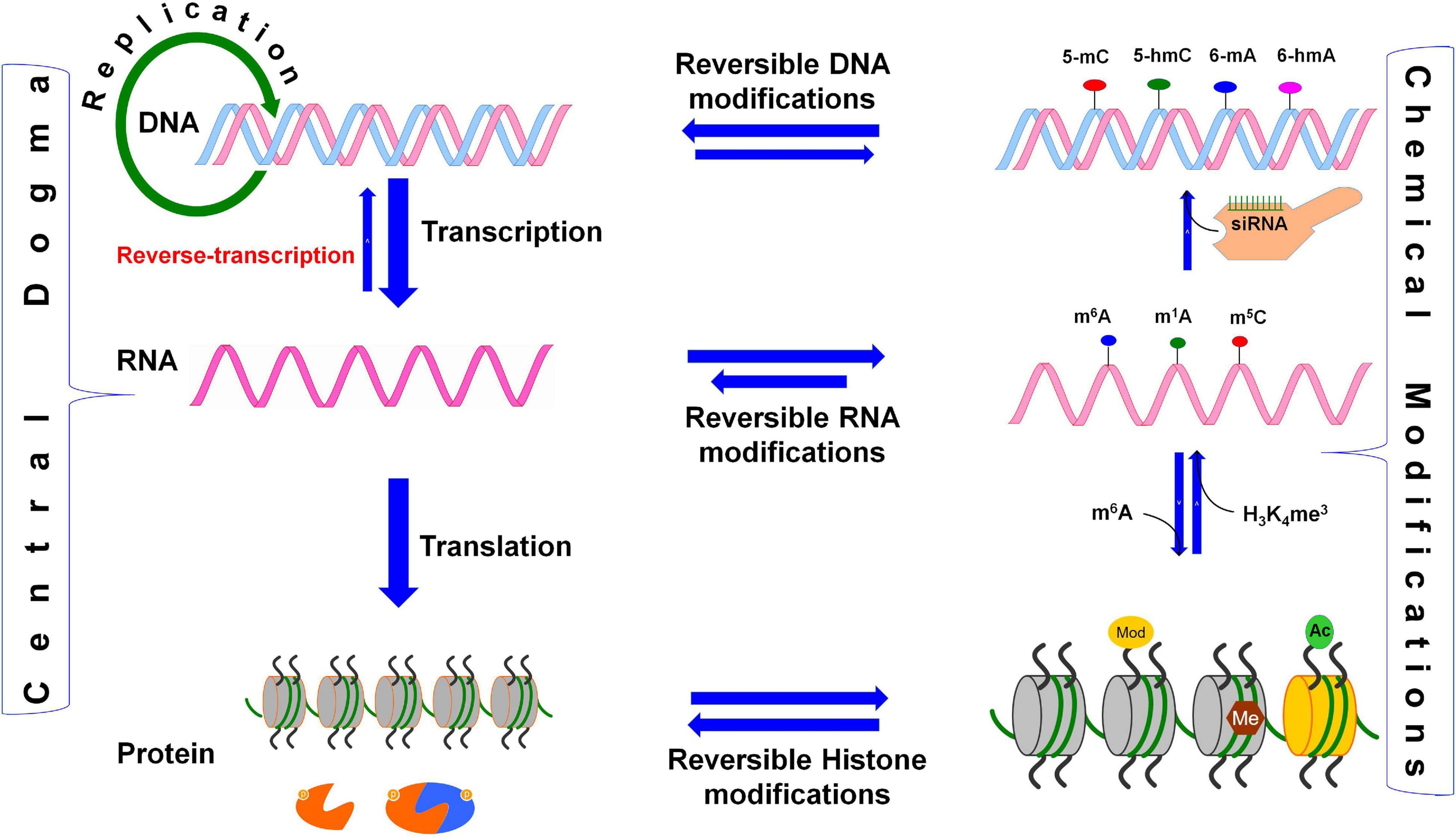 Types of Post-Transcriptional RNA Modifications, Frontiers | Deciphering Epitranscriptome: Modification of mRNA Bases Provides a New Perspective ...