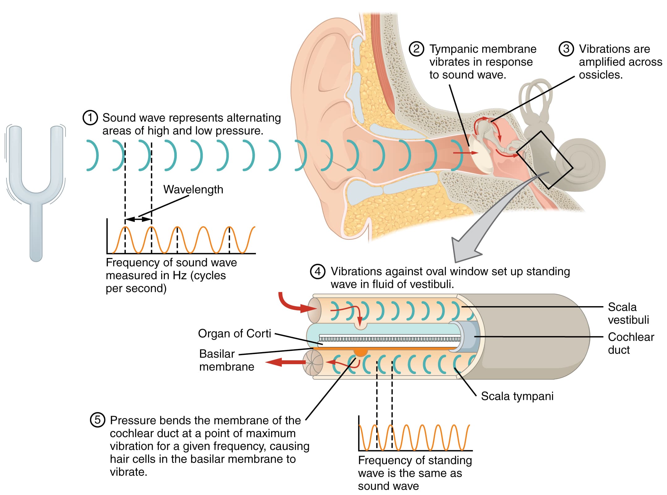 Types of Sensory Imagery, Sensory Perception · Anatomy and Physiology