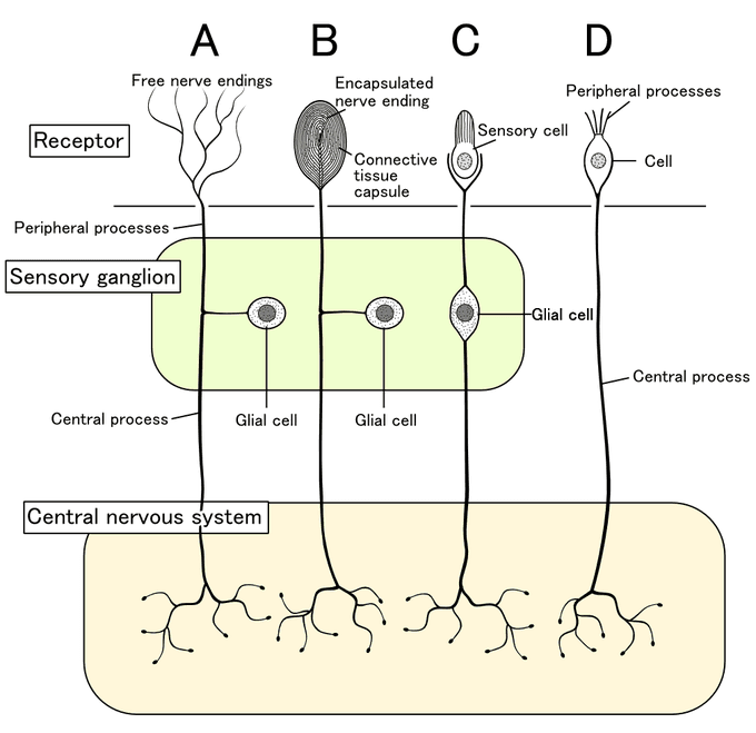 Types of Somatosensory Receptors, Somatosensation | Boundless Biology