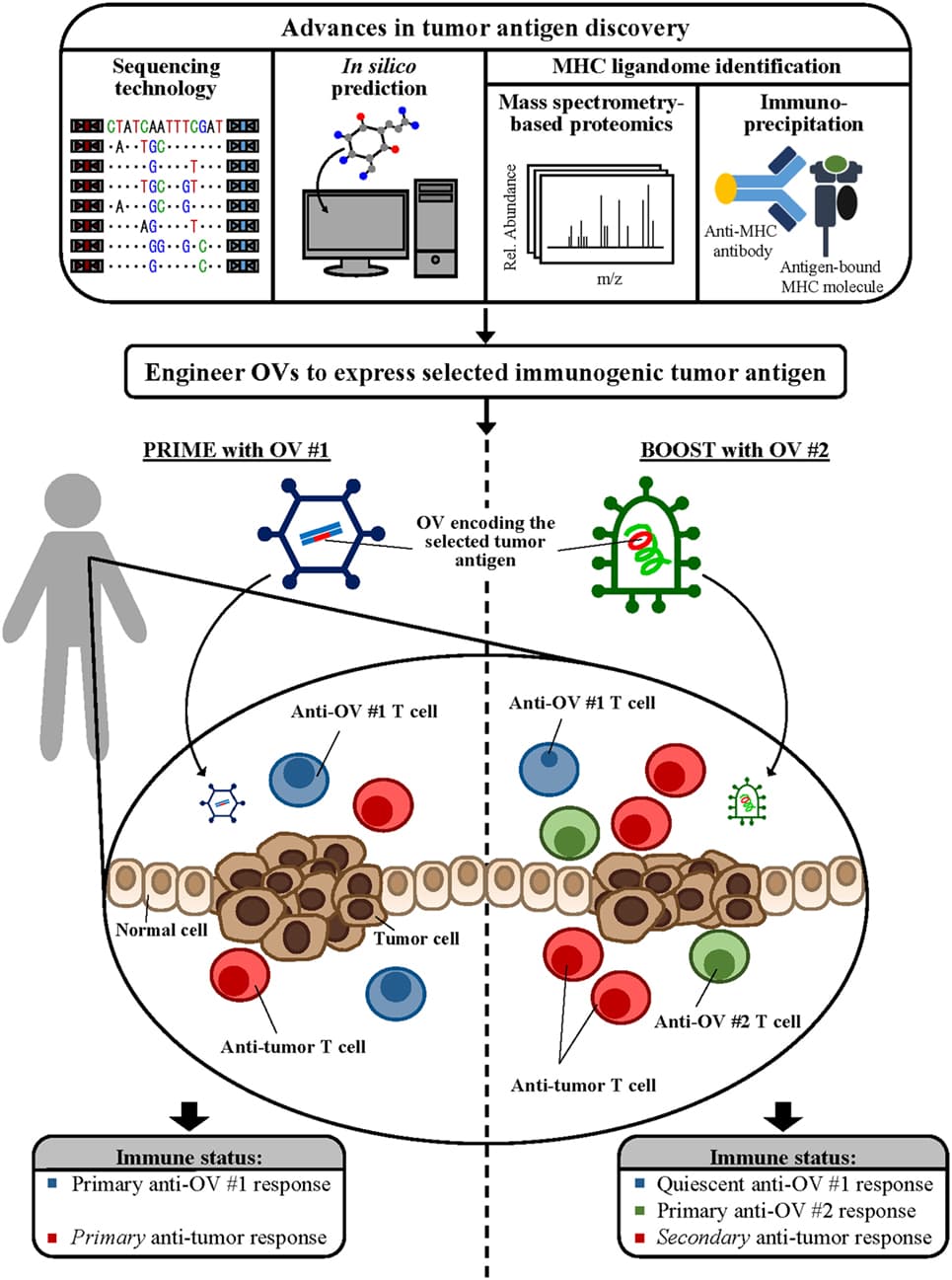 Types of tumor antigens, Frontiers | Sharpening the Edge for Precision Cancer Immunotherapy: Targeting Tumor Antigens ...
