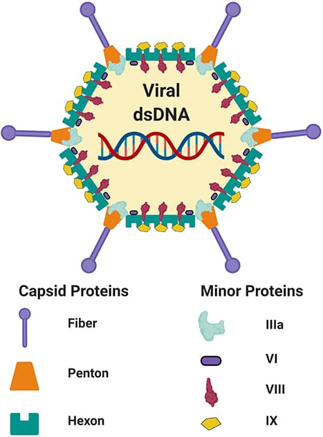 Types of vaccines, Frontiers | Factors Which Contribute to the Immunogenicity of Non-replicating Adenoviral ...