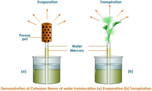 Unique properties of water, Topic 9.1 Transport in the Xylem of Plants - AMAZING WORLD OF SCIENCE WITH MR. GREEN