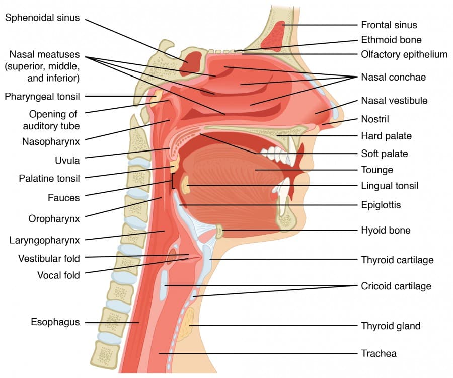 Upper and Lower Respiratory Tracts, Organs and Structures of the Respiratory System | Anatomy and Physiology