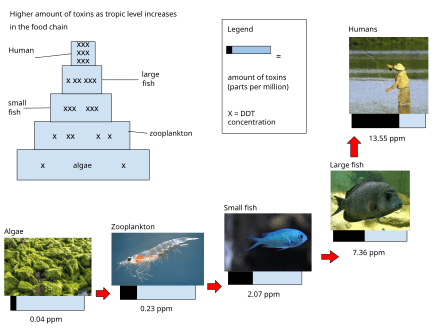 Uptake of substances, Biomagnification - Wikipedia