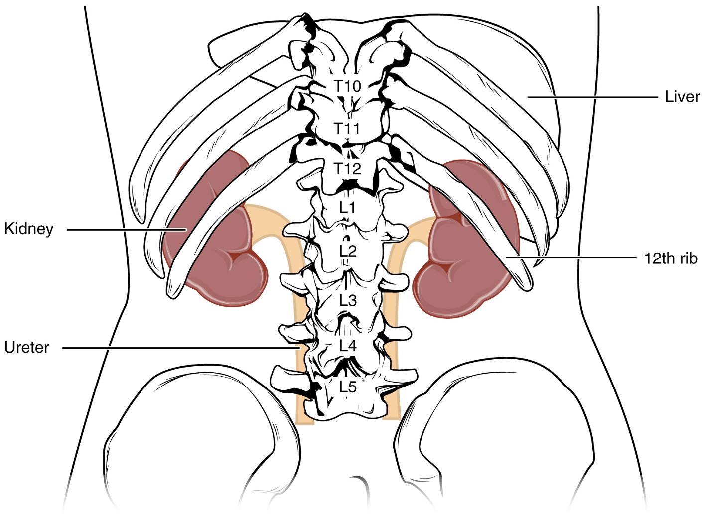 Key features, Unit 8: The Urinary System – Douglas College Human Anatomy & Physiology II (2nd ed.)