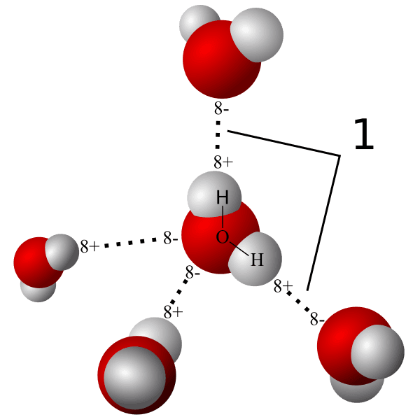 Van der Waals and Hydrogen Bonding, 2.1J: Hydrogen Bonding and Van der Waals Forces - Biology LibreTexts