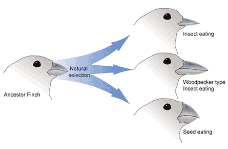 Variation within populations, Adaptive Evolution | Boundless Biology