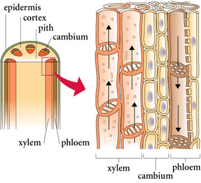 Vascular tissue in pteridophytes, Seedless Vascular Plants | Boundless Biology
