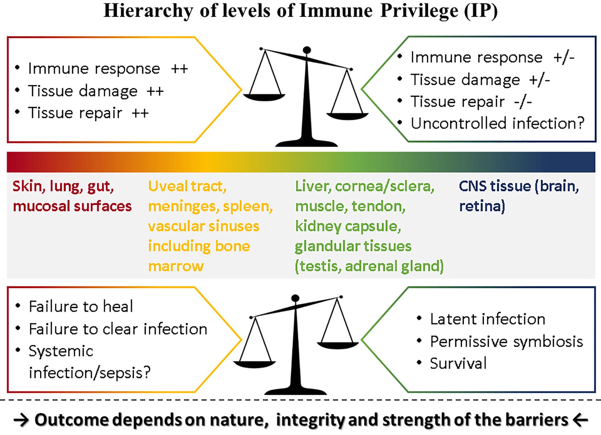 Virulence factors and disease symptoms, Frontiers | Immune Privilege: The Microbiome and Uveitis