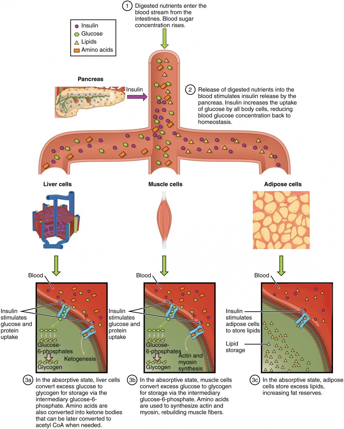 Water-soluble vitamins and roles, 10.6: Metabolic States of the Body - Biology LibreTexts