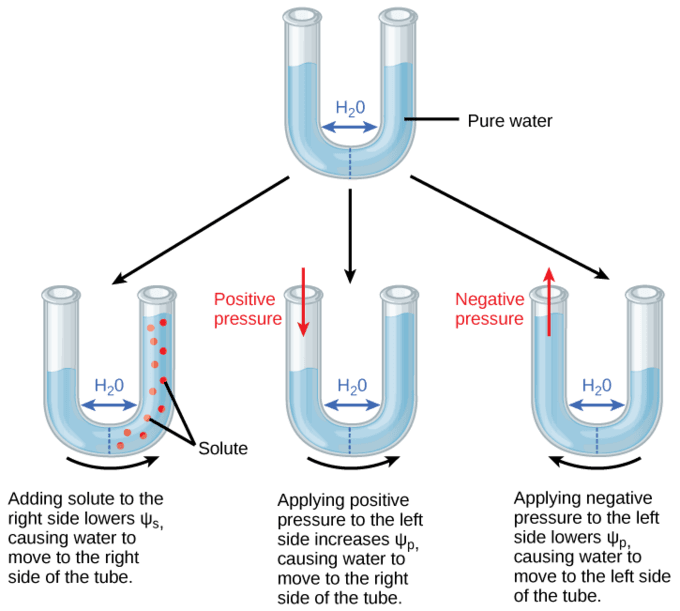 Water potential in plants, Transport of Water and Solutes in Plants | Boundless Biology