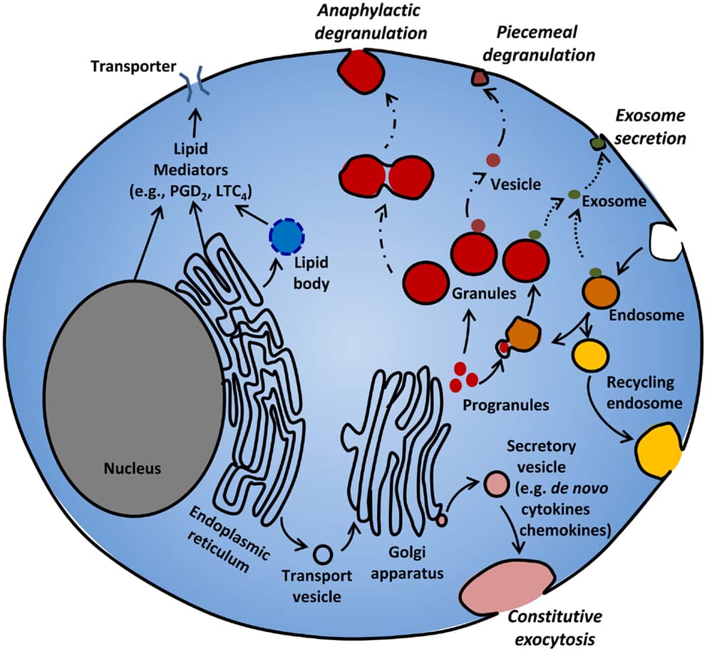 Xanthines, leukotriene modifiers, mast cell stabilizers treating respiratory disorders, Frontiers | Mast Cell Mediators: Their Differential Release and the Secretory Pathways Involved